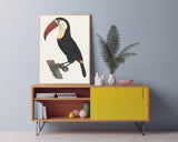 François Levaillant - Tukan Vogel