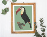 François Levaillant - Tukan auf grünem Hintergrund