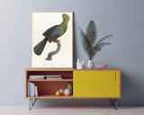 François Levaillant - Grüner Paradiesvogel