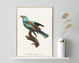 François Levaillant - Bunter Paradiesvogel