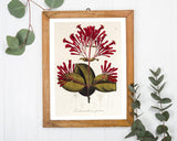 Ferdinandusa speciosa - Rötegewächs