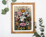Ernst Haeckel - Blumen