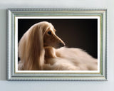 Eleganter Afghanen-Windhund