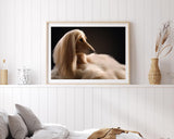 Eleganter Afghanen-Windhund