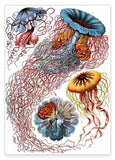 Ernst Haeckel - Quallen