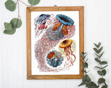 Ernst Haeckel - Quallen