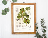 Eichenzweig mit Blättern und Eicheln