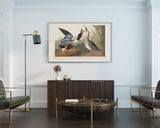 John James Audubon - Zwei Enten im Gefecht