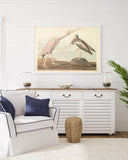 John James Audubon - Zwei Wasservögel