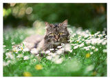 Katze in Blumenwiese