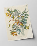 John James Audubon - Kolibris auf Nektarsuche