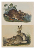John James Audubon - Kaninchen in der Wildnis