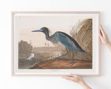 John James Audubon - Wasservögel am See
