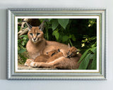 Karakal - Großkatze