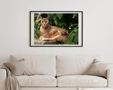 Karakal - Großkatze