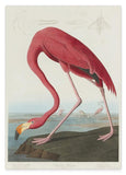 John James Audubon - Flamingo Am Wasser II