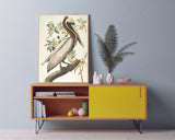 John James Audubon - Pelikan am Baum