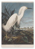 John James Audubon - Weißer Vogel am Teich