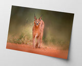 Karakal - Großkatze