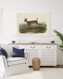 John James Audubon - Rennender Rehbock