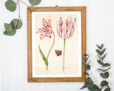 Jacob Marrel - Rot-Weiße Tulpen mit Schmetterling