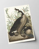 John James Audubon - Brütende Enten