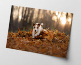 Jack Russel Terrier im Laub