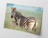 Zebra-Mama und Junges