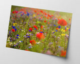 Blumenwiese im Sommer