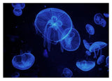 Blaue Quallen