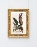 Atropa Mandragora - Gemeine Alraune