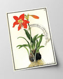 Amaryllis - Rote Belladonnalilie