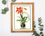 Amaryllis - Rote Belladonnalilie