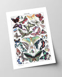 Adolphe Philippe Millot - Schmetterlinge