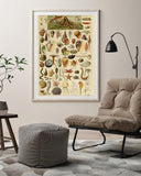 Adolphe Philippe Millot - Muscheln und Schnecken