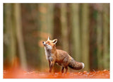 Fuchs im Wald
