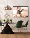 Französische Bulldogge