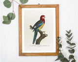 François Levaillant - Paradiesvogel