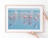 Flamingos im Wasser