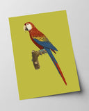 François Levaillant - Roter Ara