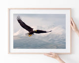 Fliegender Weißkopfseeadler