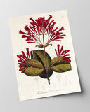 Ferdinandusa speciosa - Rötegewächs