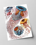 Ernst Haeckel - Quallen