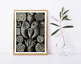 Ernst Haeckel - Kunstformen des Meeres