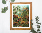 Ernst Haeckel - Botanik