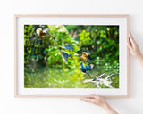 Eisvögel auf der Jagd