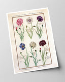 Eine Übersicht blühender Blumen