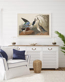 John James Audubon - Zwei Enten im Gefecht