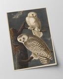 John James Audubon - Weiße Eulen bei Nacht