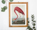 John James Audubon - Flamingo Am Wasser II